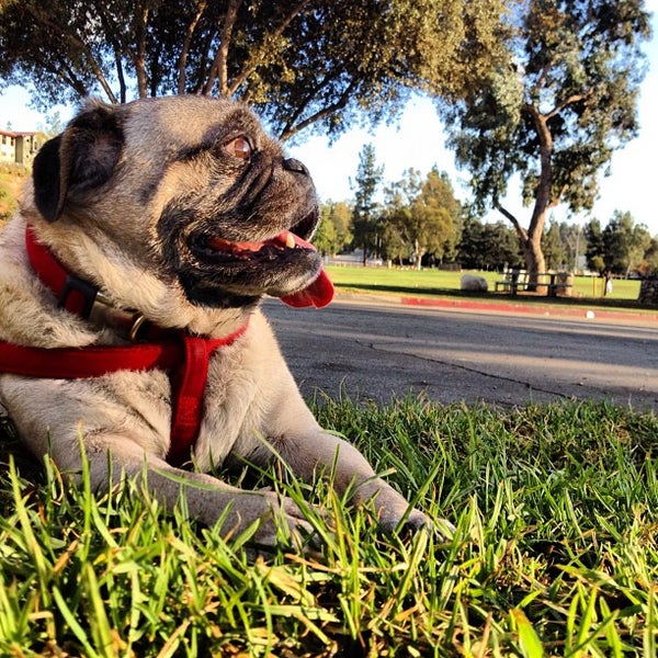 Rose Bowl Loop Track in Pasadena
