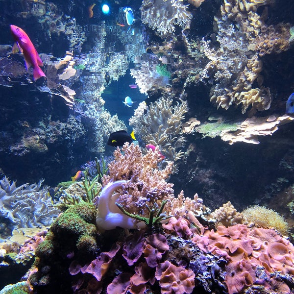 7/21/2020 tarihinde Lenka B.ziyaretçi tarafından Aquarium Berlin'de çekilen fotoğraf