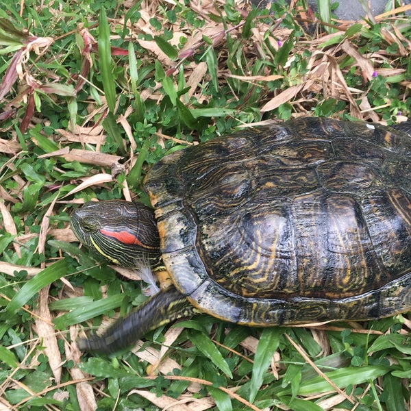 The Live Turtle & Tortoise Museum