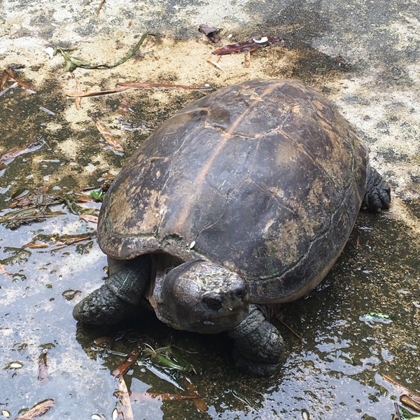 The Live Turtle & Tortoise Museum
