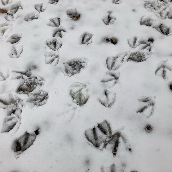 Meadowbrook Golf Course Golf Course in Hopkins