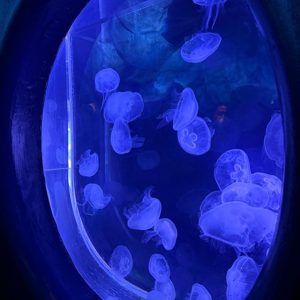 Photo taken at Shedd Aquarium by Eli T. on 1/27/2024