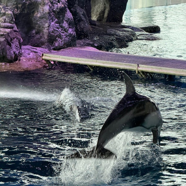 1/27/2024にEli T.がShedd Aquariumで撮った写真