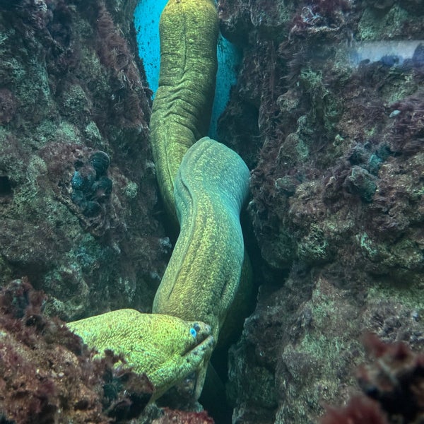 Foto diambil di Shedd Aquarium oleh Eli T. pada 1/27/2024