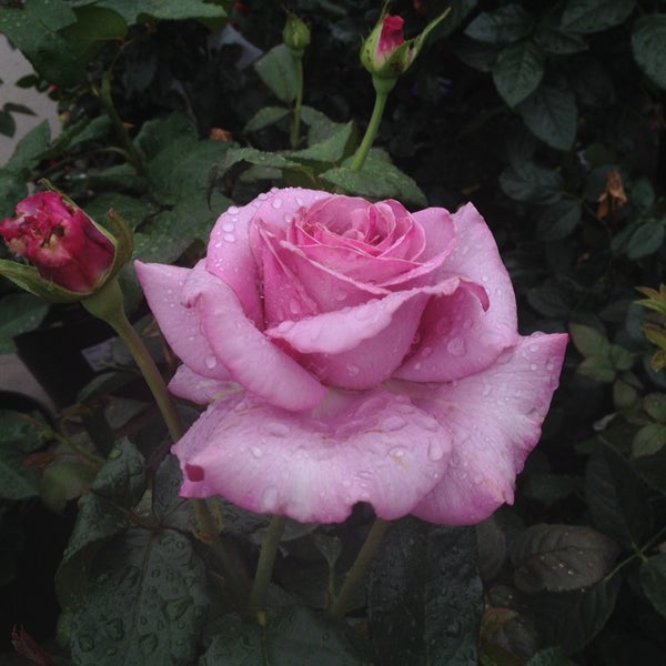 Calloway's Nursery 1 tip from 119 visitors