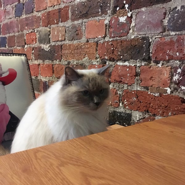  Cat  Cafe  Melbourne  Pet Caf  in Melbourne 