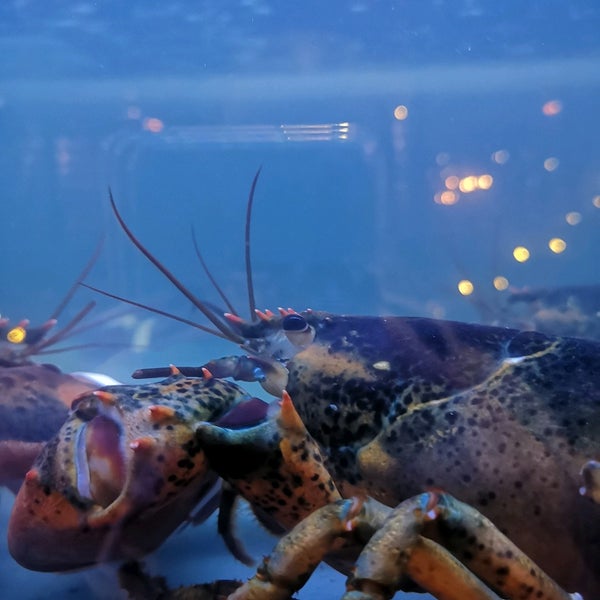 Das Foto wurde bei Burger &amp; Lobster von Mohammed b. am 12/22/2019 aufgenommen
