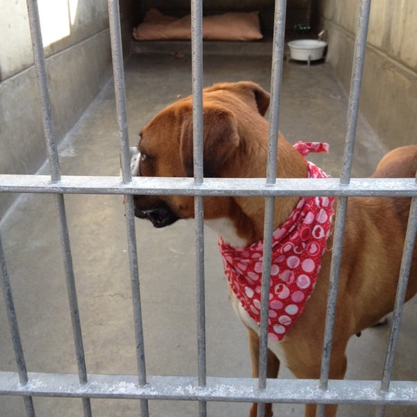 Das Foto wurde bei Pasadena Humane Society &amp; SPCA von Mo D. am 2/22/2014 aufgenommen