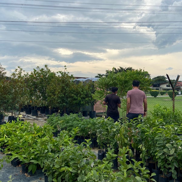 Nursery Sg Buloh 13 tips from 1605 visitors