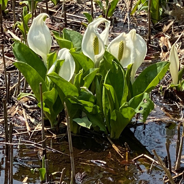 Photos At 水芭蕉公園 五泉市 新潟県