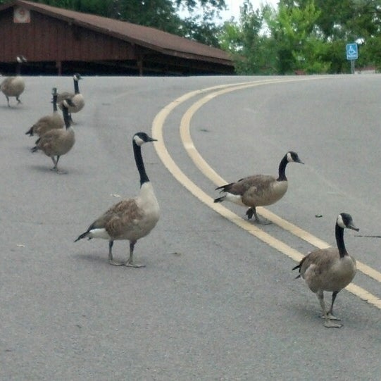 Chilhowee Park Thrift / Vintage Store in Knoxville