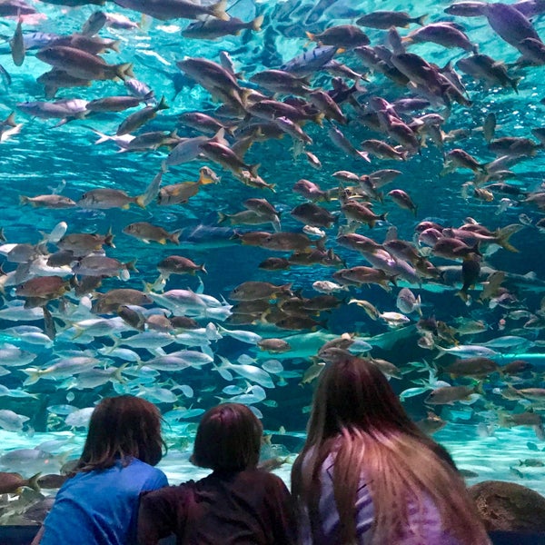 7/29/2018 tarihinde Monziyaretçi tarafından Ripley&#39;s Aquarium'de çekilen fotoğraf