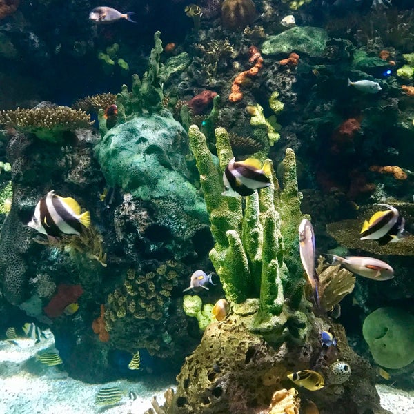 Photo taken at Ripley&#39;s Aquarium by Mon on 7/29/2018