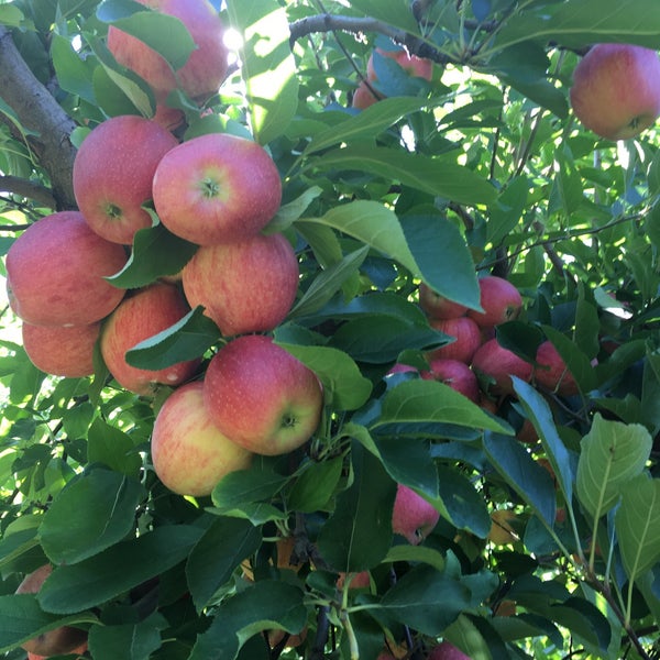 รูปภาพถ่ายที่ County Line Orchard โดย Creyra C. เมื่อ 9/14/2018