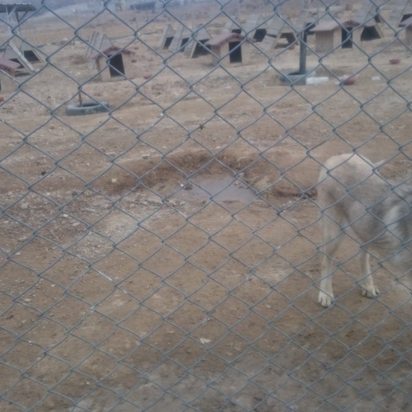 Nevsehir Kopek Barinagi Sulusaray Nevsehir Merkez Da Fotograflar