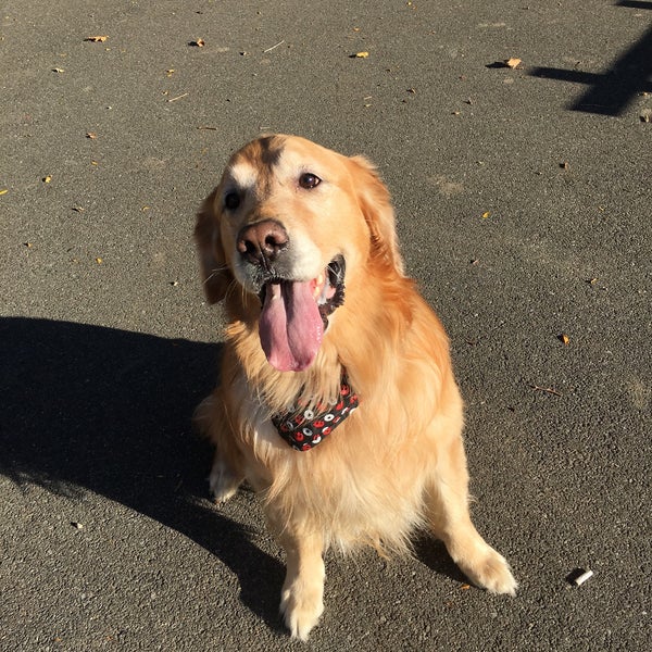 Sherry Dog Run Woodside Queens, NY