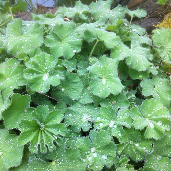 Mein Garten Lütten Klein 0 tips