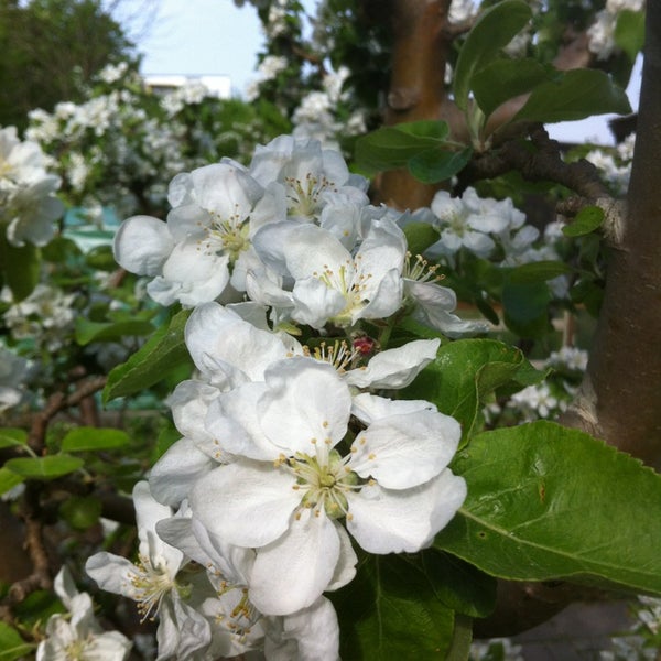 Mein Garten Lütten Klein 0 tips