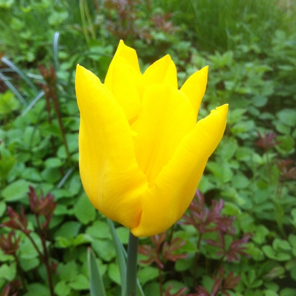 Mein Garten Lütten Klein 0 tips