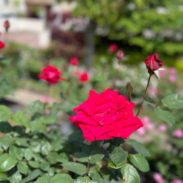 Photos At 青葉区荏子田太陽公園 Park