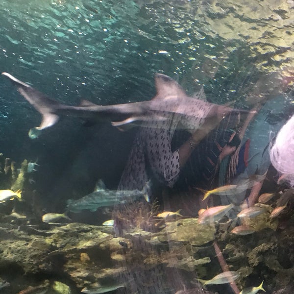 Снимок сделан в Ripley&#39;s Aquarium of the Smokies пользователем Peggy sue D. 8/11/2018