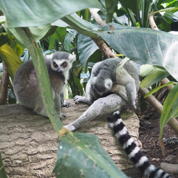 Das Foto wurde bei Singapore Zoo von TAISHI I. am 9/7/2023 aufgenommen