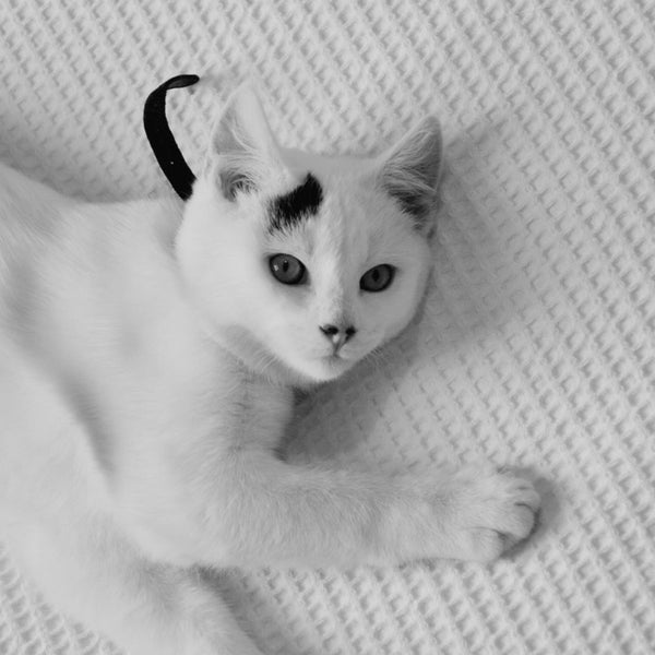 Photos At Petbarn Richmond Richmond Vic 1 Tip From 58 Visitors
