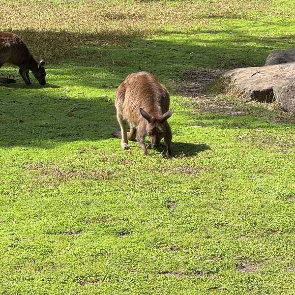 Healesville Sanctuary 40 tips from 3040 visitors