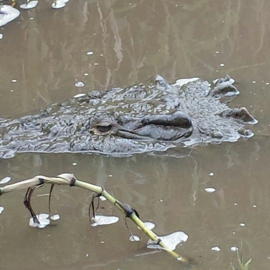 Das Foto wurde bei Jose&#39;s Crocodile River Tour von Jorge F. am 7/12/2014 aufgenommen