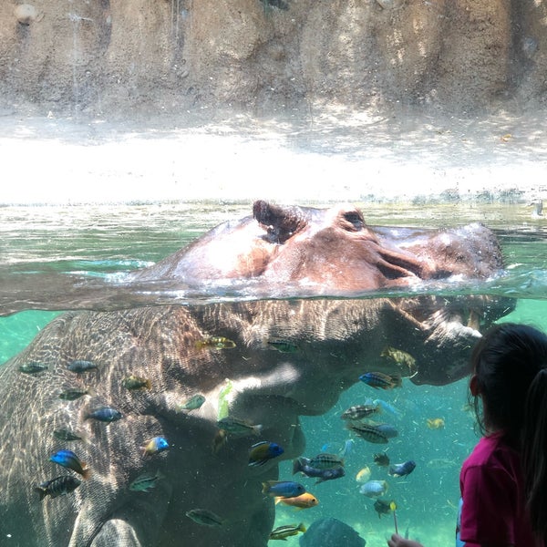 Photo taken at San Antonio Zoo by Perla B. on 8/3/2019