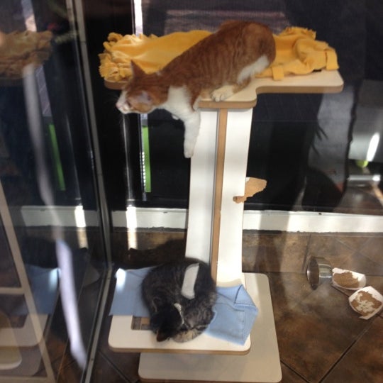 Adopt & Shop Pet Store in Lakewood