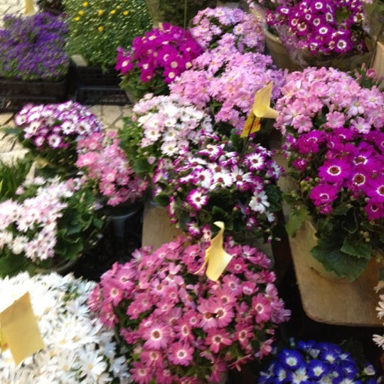 Flower Market 花市場 代々木上原店 西原 東京 東京都 79 Ziyaretcidan 2 Tavsiye Da Fotograflar