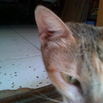 Photos At Kawasan Anjing Galak Penjaringan Jakarta Jakarta