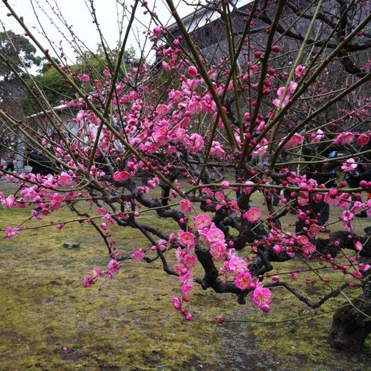 Photos At 熊本城 飯田丸梅園 Garden