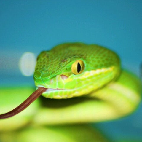 Foto tirada no(a) Reptilia por Andre N. em 6/13/2012