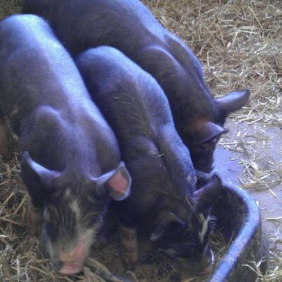 Photo taken at South Mountain Creamery by T S. on 4/29/2012