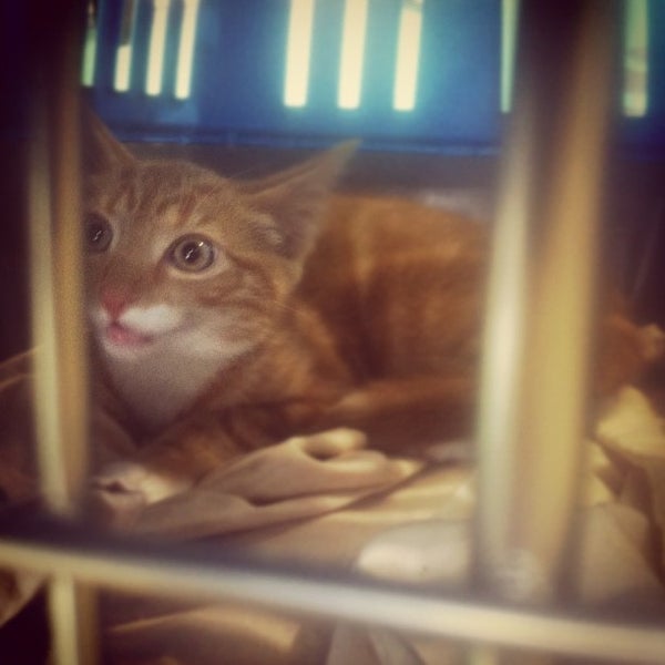 vets for pets bulwell