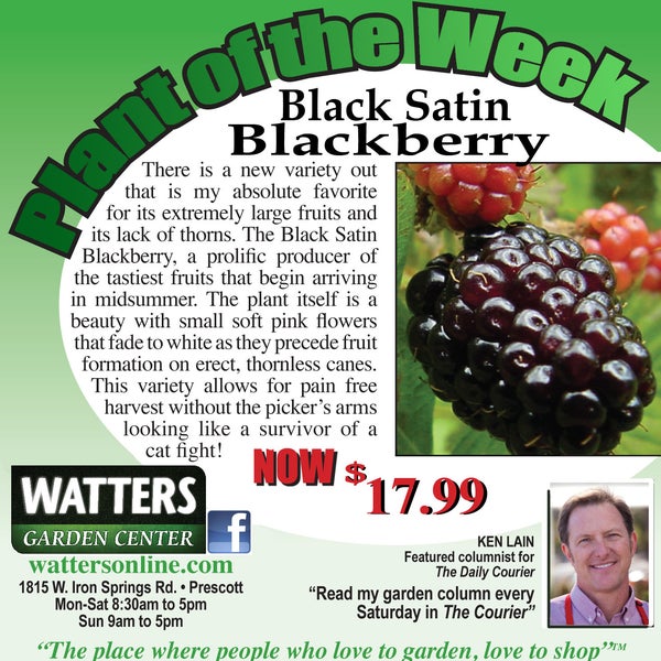 Organics - Watters is packed with fresh spring plant including 100 of these thornless blackberry . . .yummy:)