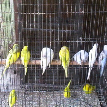 Photos At Kedai Burung Cabang 3 Ketereh