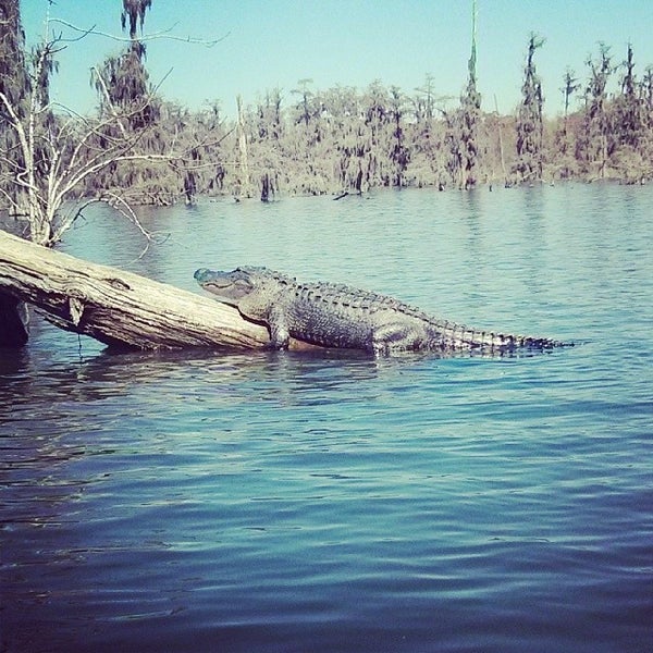 Das Foto wurde bei Cajun Country Swamp Tours von Hipster G. am 3/18/2014 aufgenommen