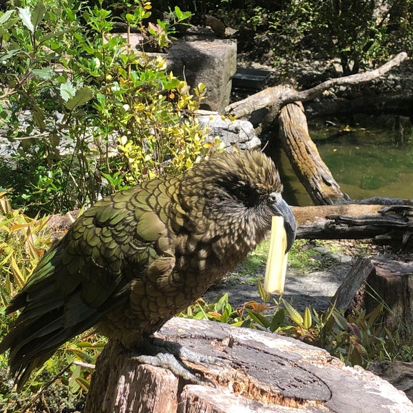 Foto diambil di Auckland Zoo oleh Murakawa Y. pada 1/6/2020