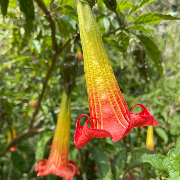 Снимок сделан в San Francisco Botanical Garden пользователем Robert F. 8/19/2022