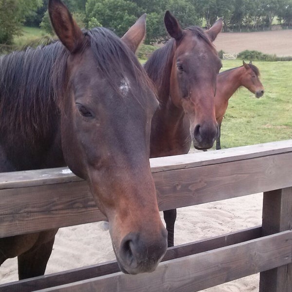 Home of Rest for Old Horses Animal Shelter