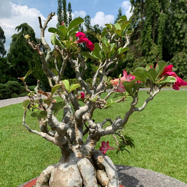 Bonsai Gardens In Singapore Fasci Garden