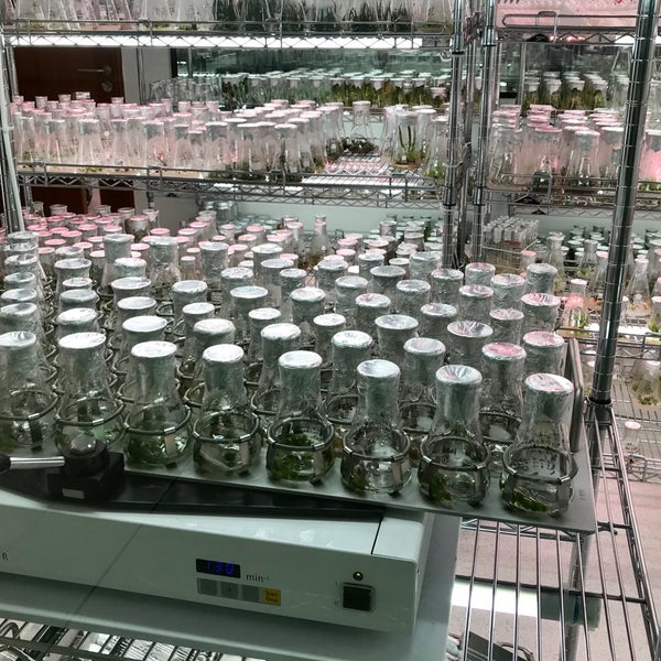 винсент каллебо проекты брюссель. ботаника центр. ботанический сад бц ботаника. магазин lime владивосток. ботаника центр.