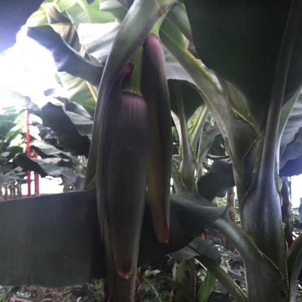 Гардену банан. Муса велютина. Гардену банан. Musa velutina дома. Green banana.