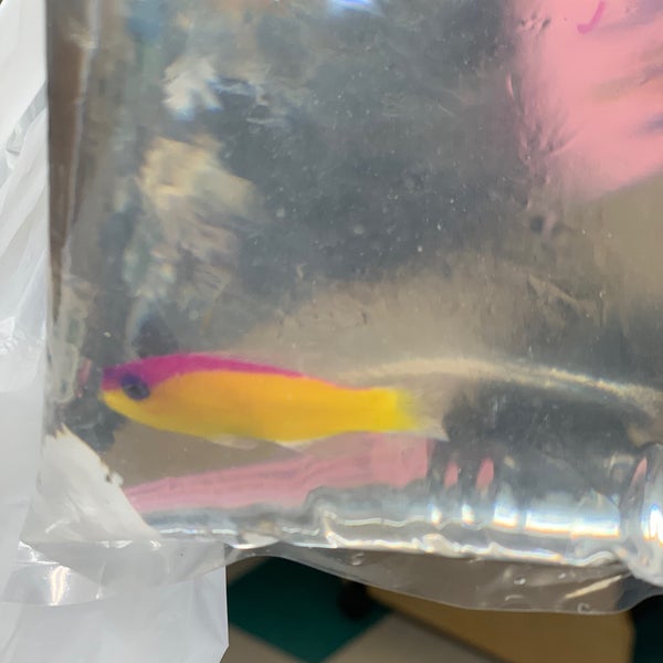 sierra fish and pets reviews