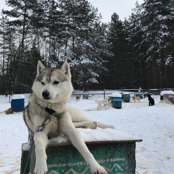 питомник ездовых собак тольятти. хаски парк рованиеми. хаски тольятти ягодное экскурсия. ездовые собаки породы маламут. деревня ездовых собак серебро севера.