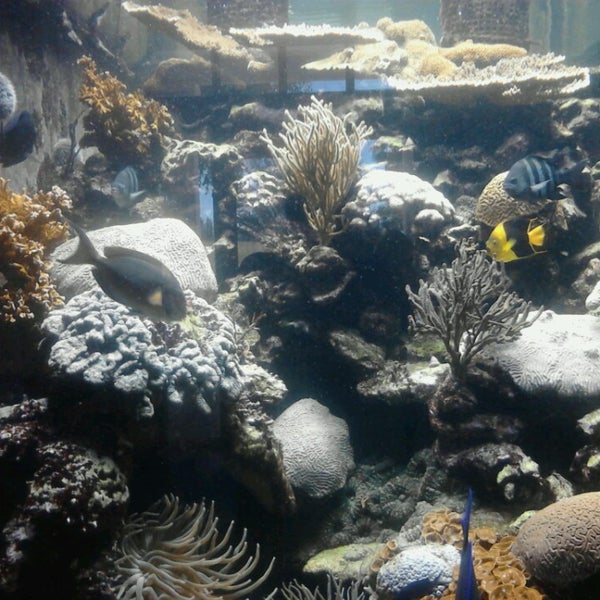 Photo taken at Smithsonian Marine Ecosystems Exhibit by Jessica O. on 8/13/2013