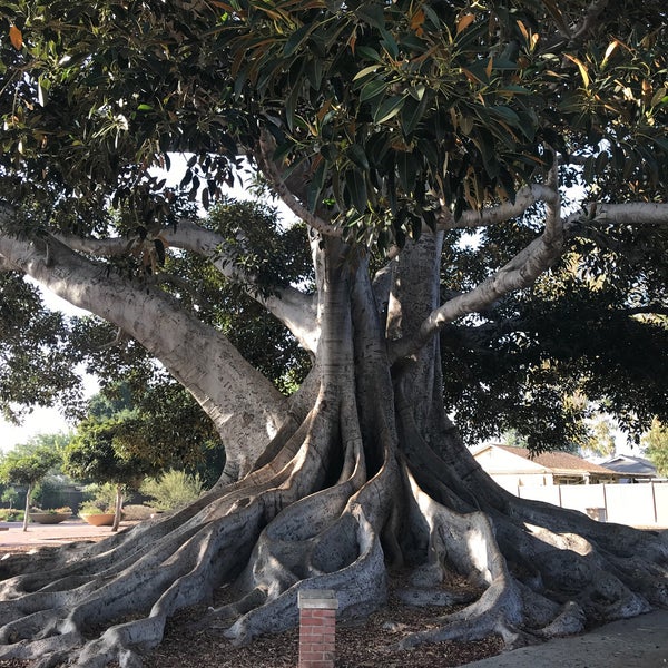 Big Tree Park And Historical Marker Location